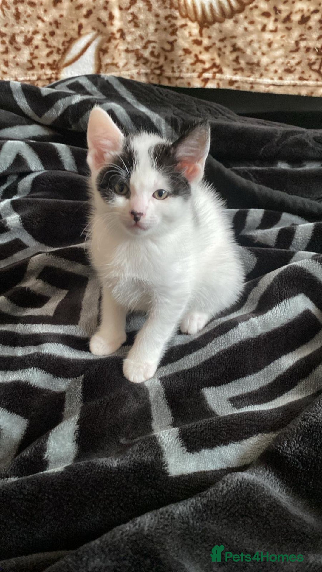 Domestic Shorthair cats for sale: domestic shorthair kittens - Advert 6