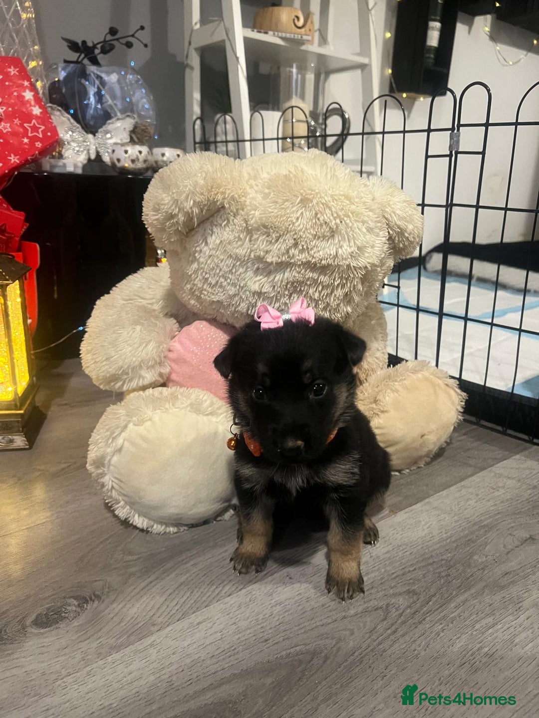 German Shepherd dogs for sale: Lovely GSD puppies  - Advert 13