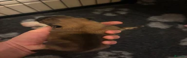 Pomeranian 3