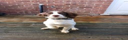 English Springer Spaniel dogs for sale: English springer spaniel  - Advert 5