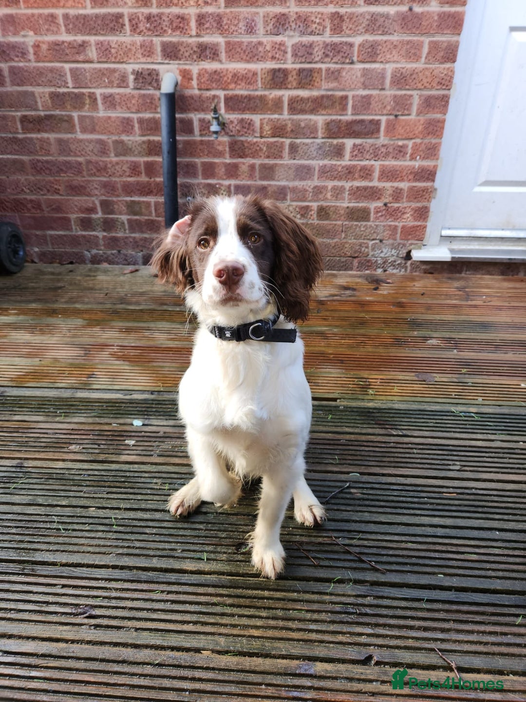 English Springer Spaniel dogs for sale: English springer spaniel  - Advert 5