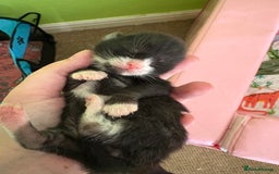 Mixed Breed cats for sale: Beautiful male kitten.  - Image 4