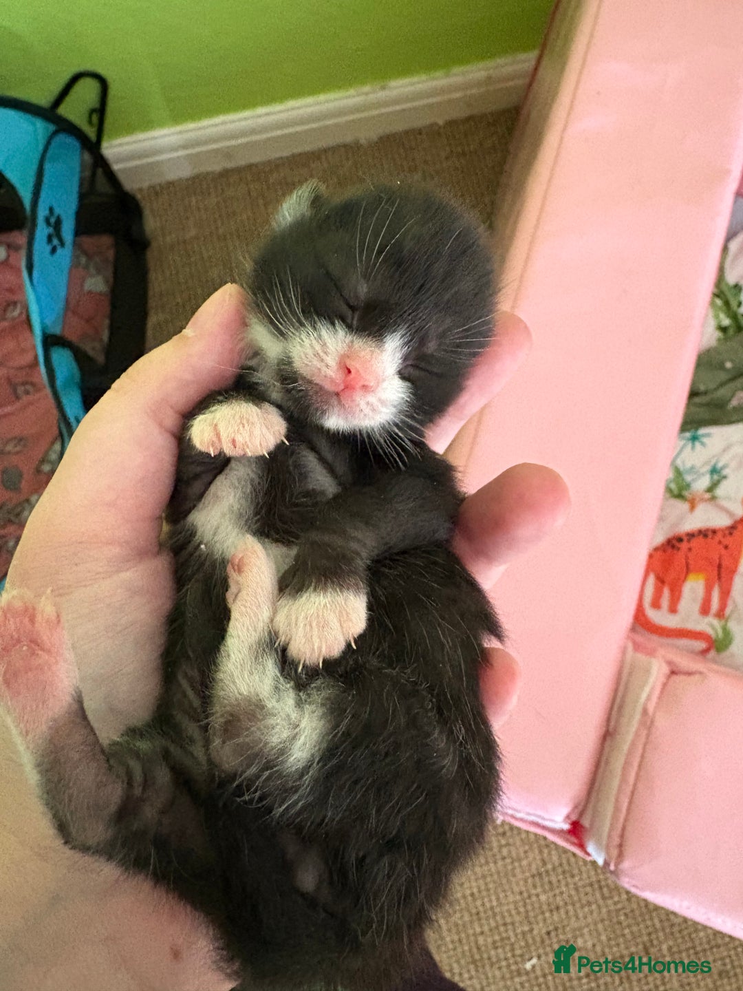 Mixed Breed cats for sale: Beautiful male kitten.  - Image 4