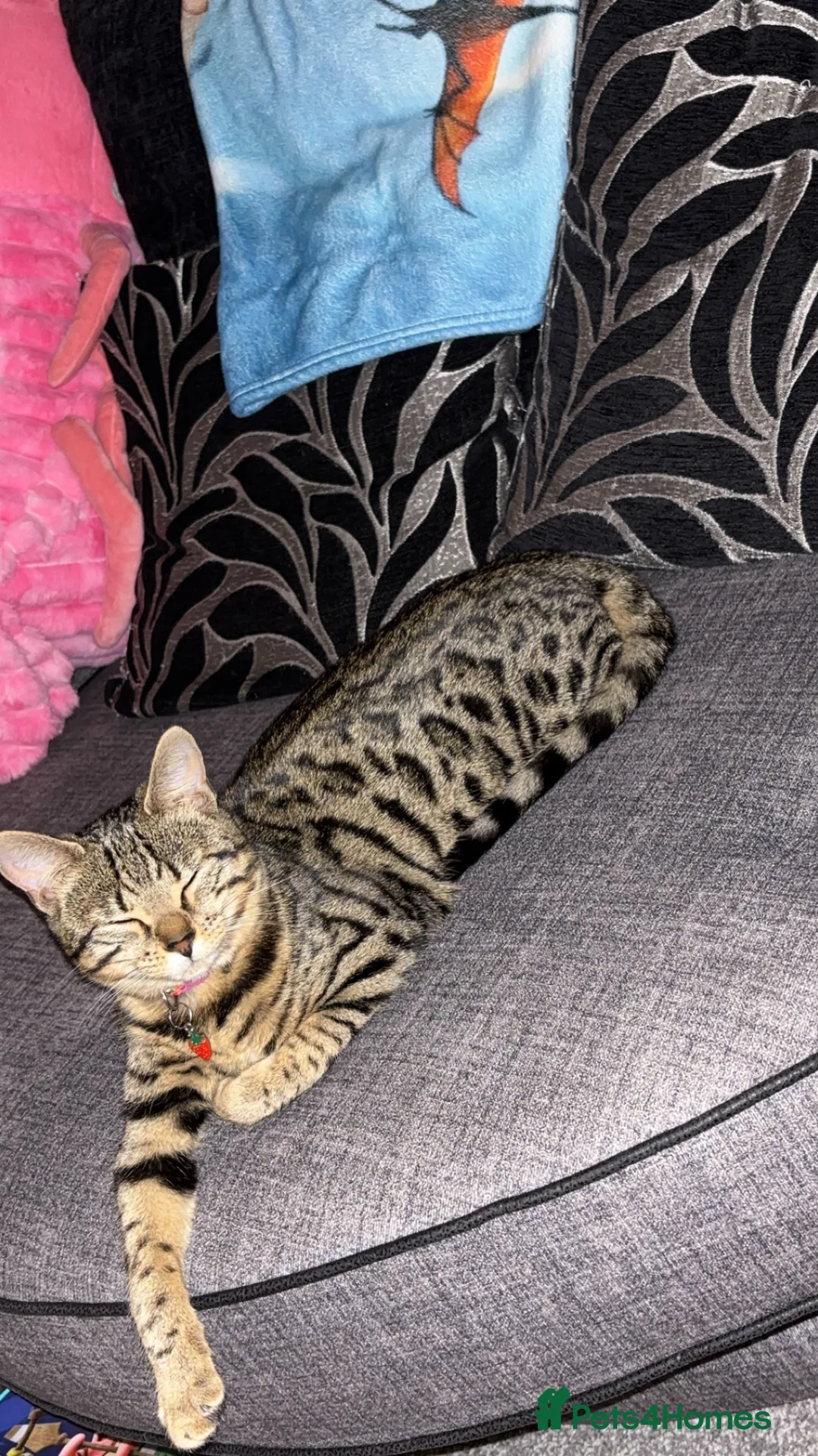 Bengal cats for sale: Bengal kitten  - Advert 2