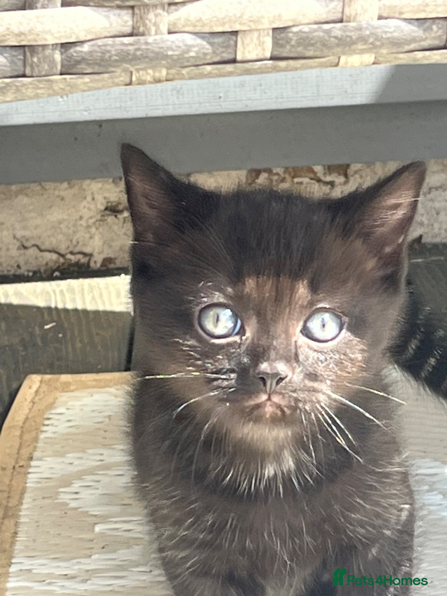 British Shorthair cats Black and white female - Advert 2