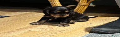 Cocker Spaniel Puppy 2