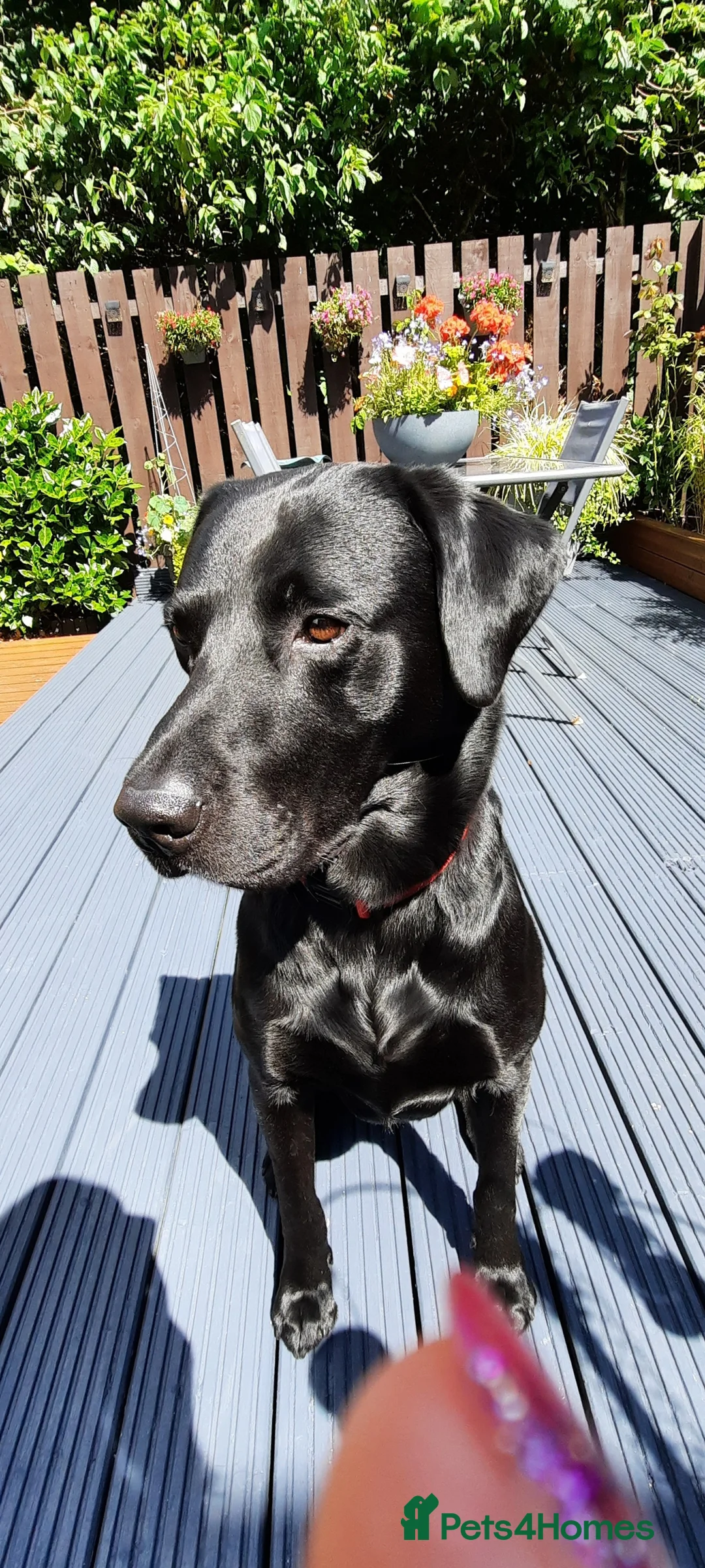 Labrador Retriever dogs for stud: Health tested Labrador retriever proven stud in Kirkliston - Advert 11