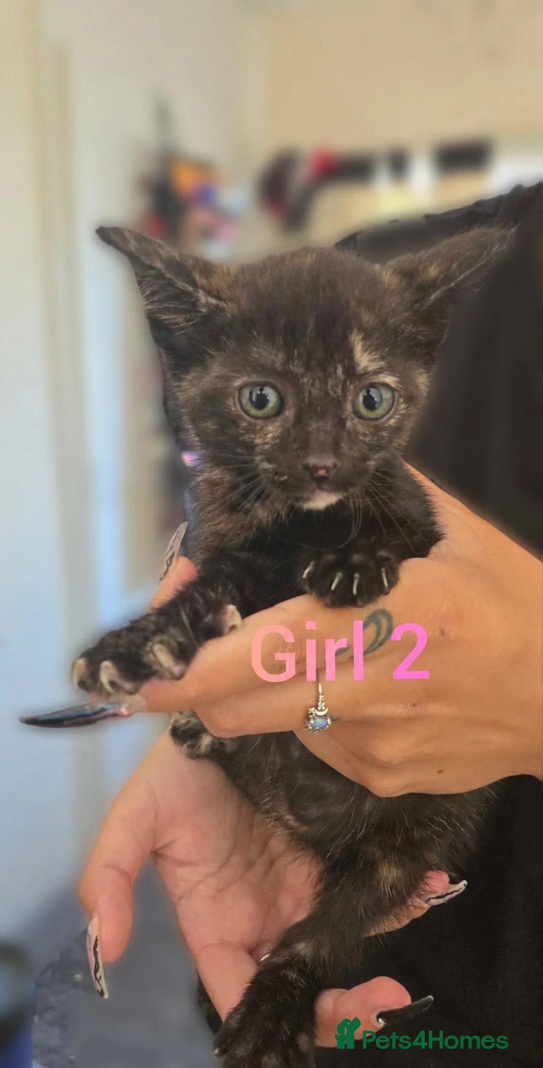 Mixed Breed cats for sale: 2 female torties - Advert 2