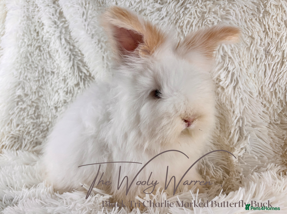 Angora rabbits for sale: Fully Vaccinated Pedigree Angoras - Advert 7