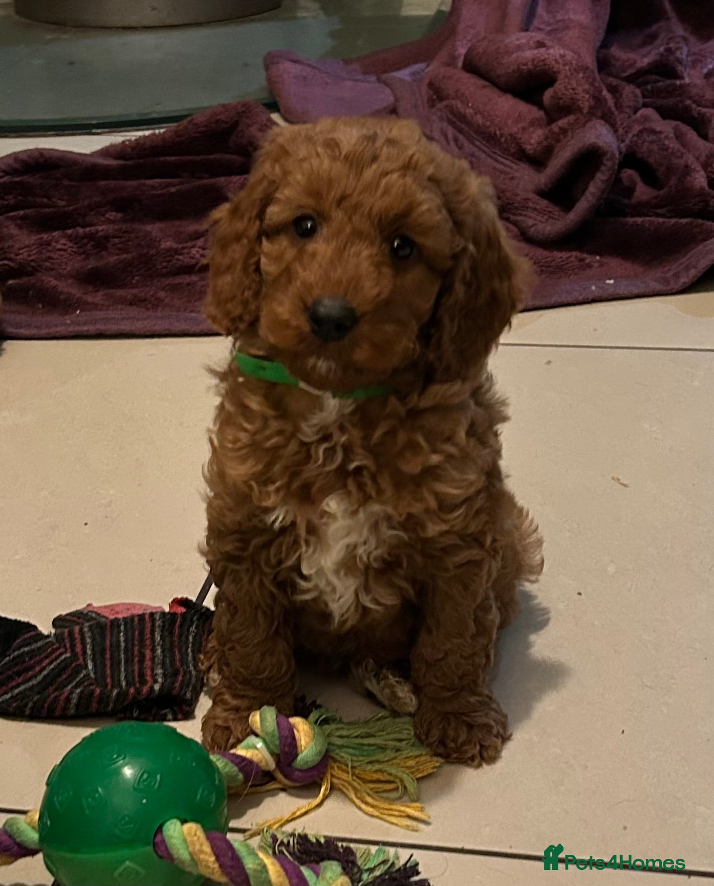 Cockapoo dogs F1b Fox Red Cockapoos Puppies - Advert 3