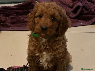 Cockapoo dogs F1b Fox Red Cockapoos Puppies - Advert 18