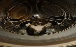 Mixed Breed cats for sale: Mr Shy  - Image 2