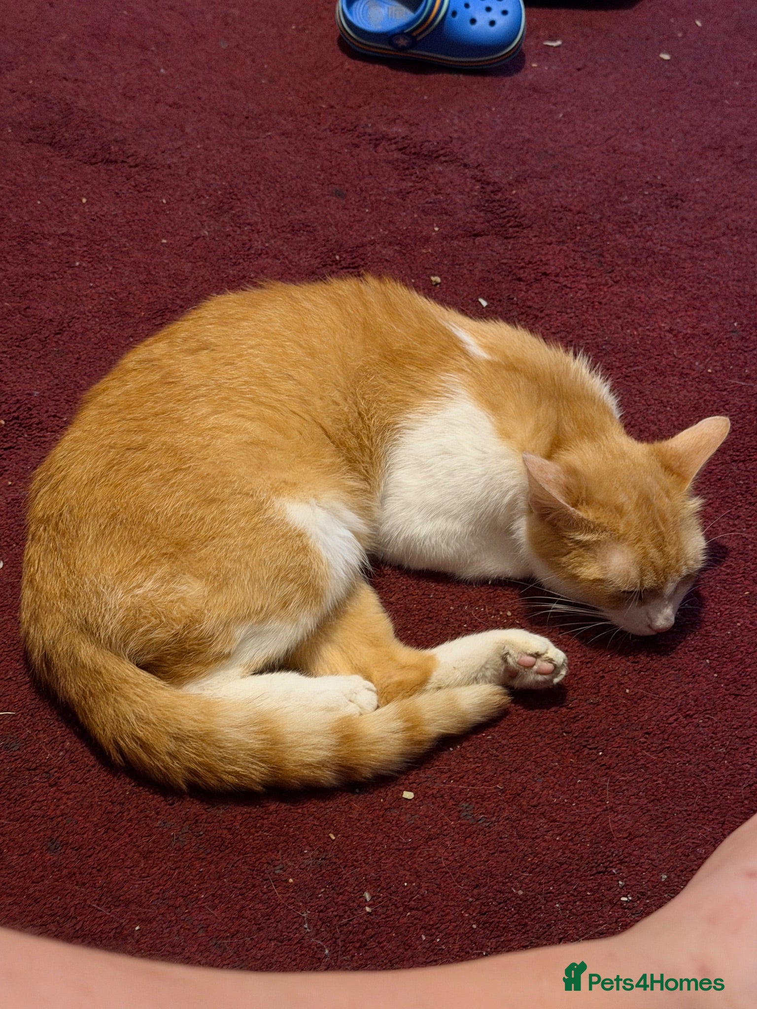 Mixed Breed cats Miss Shannon - Advert 1