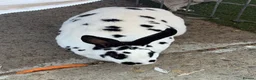 English Spot rabbits for sale: English spotted Rabbit  - Advert 9