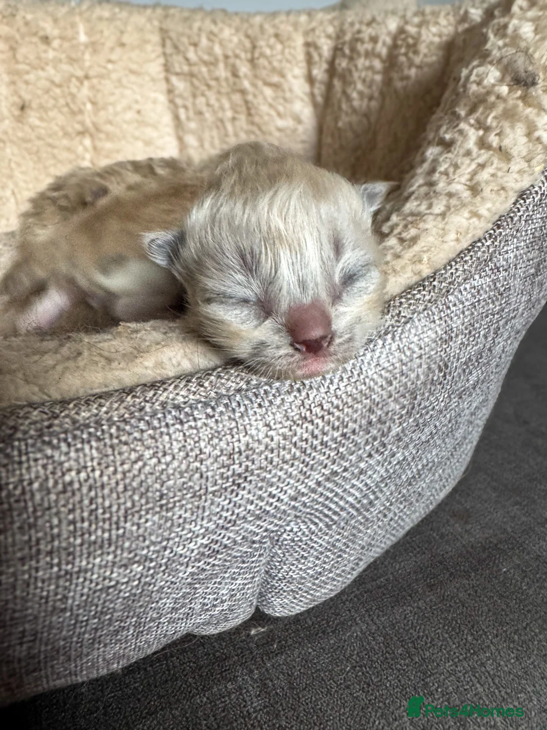 Ragdoll cats for sale: Mink Ragdolls  - Advert 6