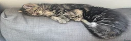 Mixed Breed cats for sale: Grey tabby Kitten ready for a home in London - Advert 16
