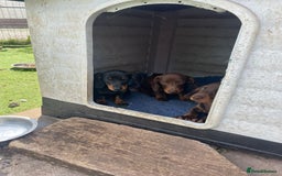 Miniature Dachshund dogs for sale: Mini dachshunds puppies fully vaccinated  - Image 5