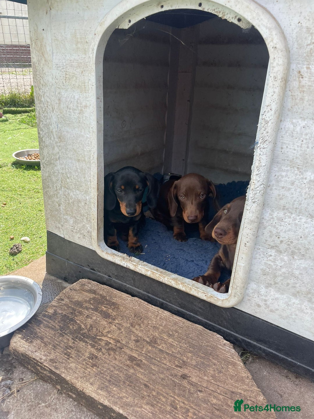 Miniature Dachshund dogs for sale: Mini dachshunds puppies fully vaccinated  - Image 5