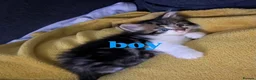 Mixed Breed cats for sale: Pure persian&tabby in Nuneaton - Advert 8