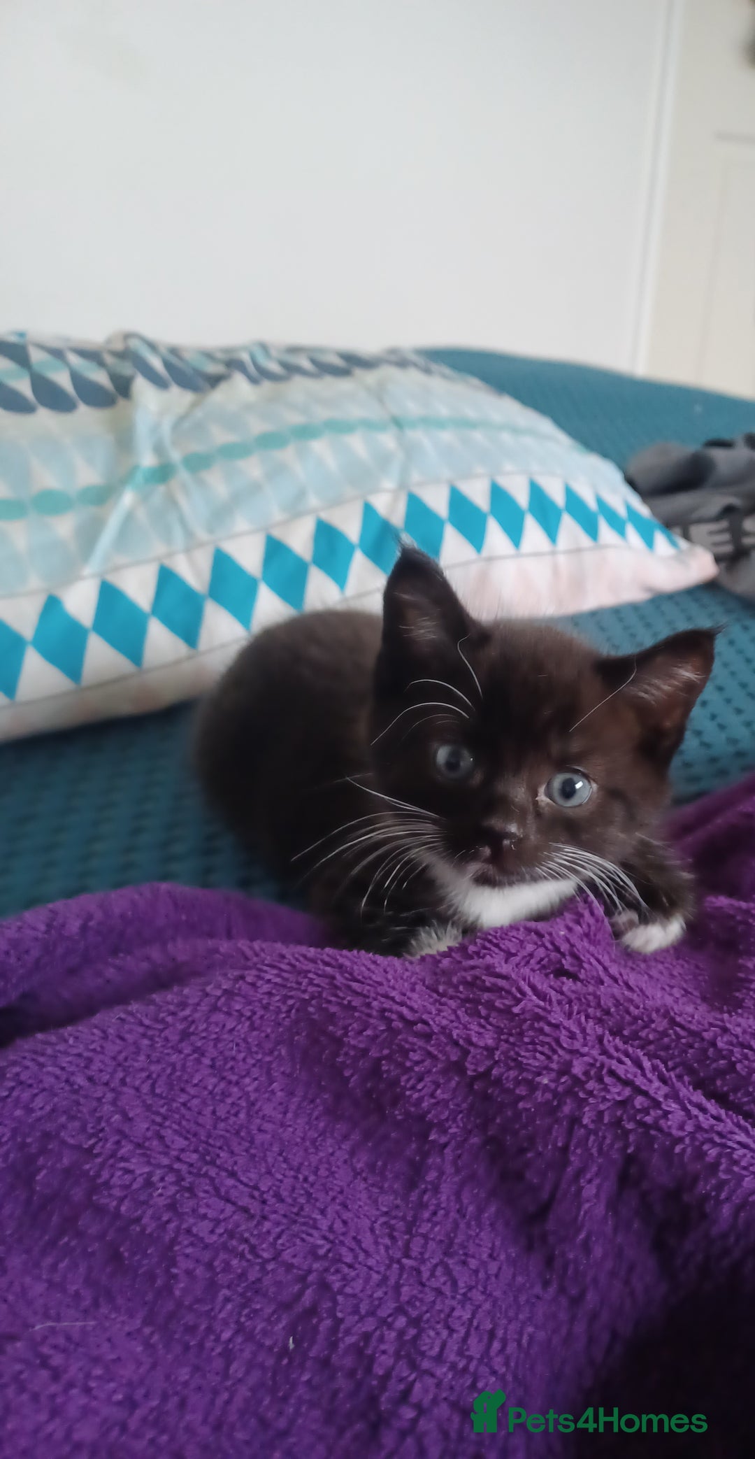 Maine Coon cats for sale: Little Half Main Coons - Advert 35