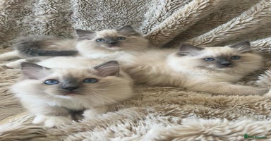 Ragdoll cats - Advert 7