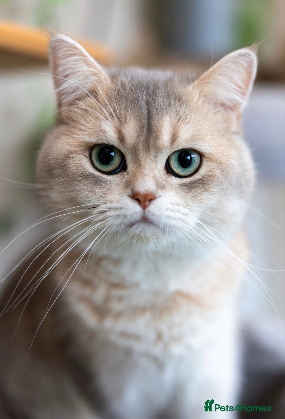 Scottish Fold cats Last Gold Scottish Fold Kitten available !  - Advert 1