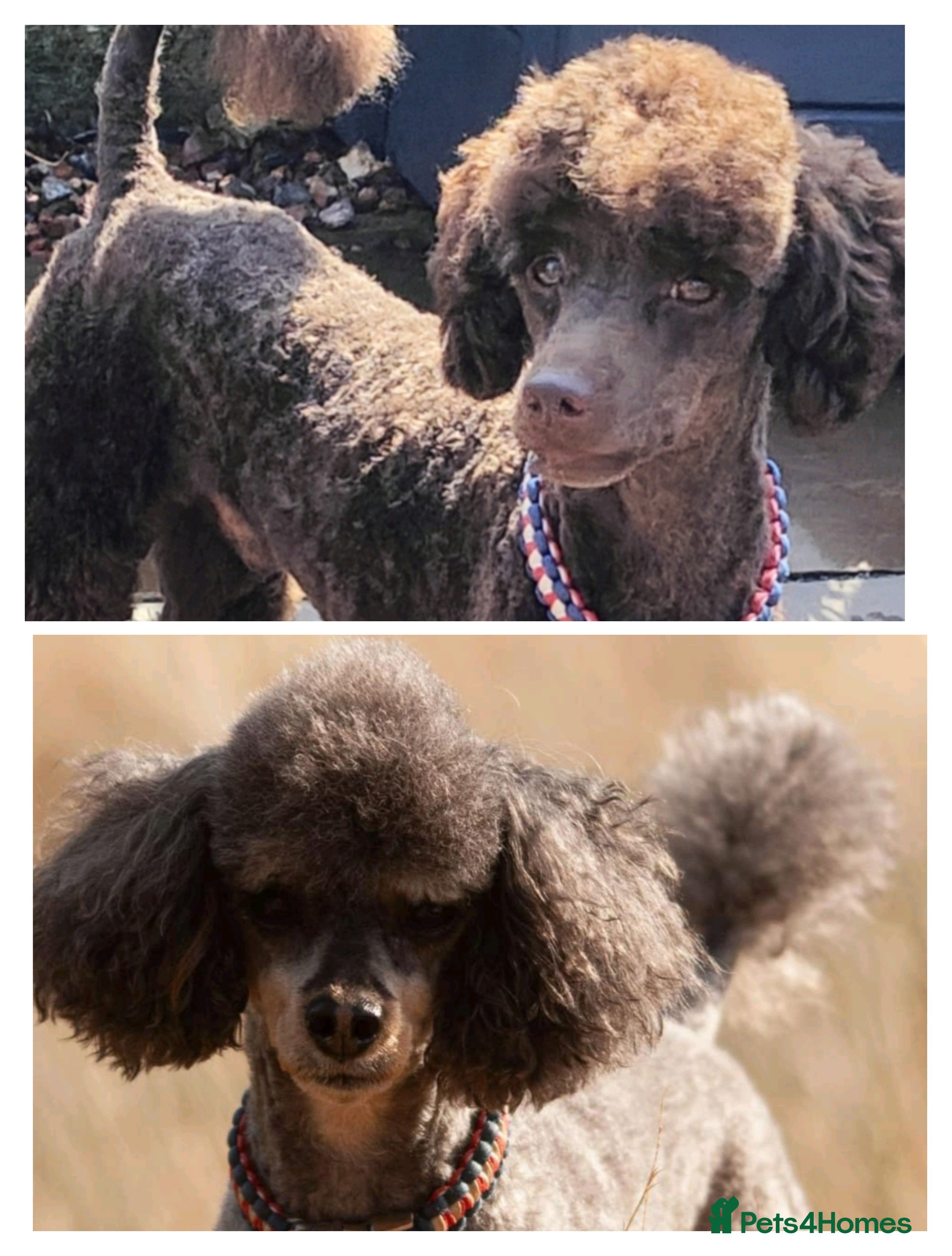 Toy Poodle dogs Toy poodles for stud - Advert 2