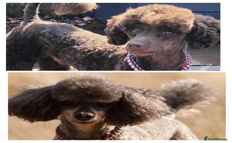 Toy Poodle dogs - Advert 9