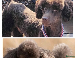 Toy Poodle dogs for stud - Advert 1