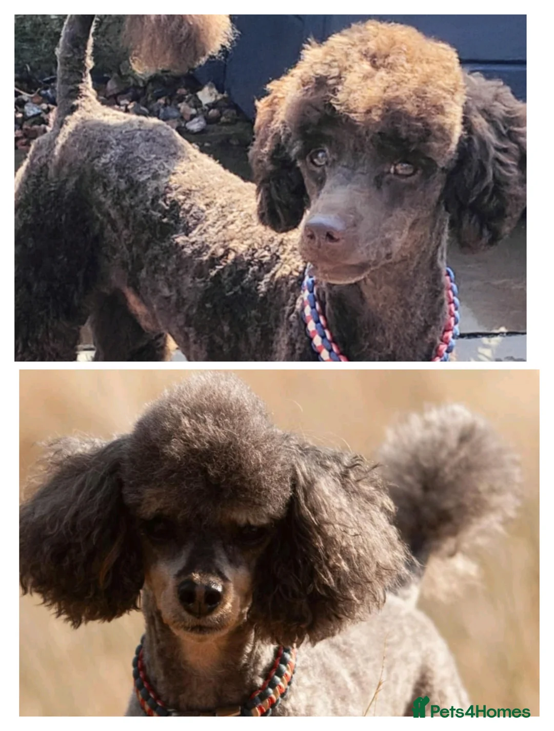 Toy Poodle dogs for stud: Toy poodles for stud - Advert 2