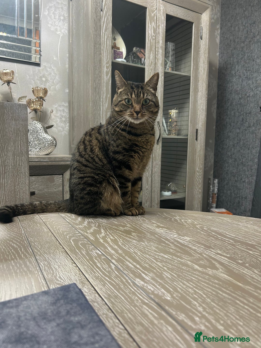 Mixed Breed cats for sale: Nala seeks forever loving home - Image 11