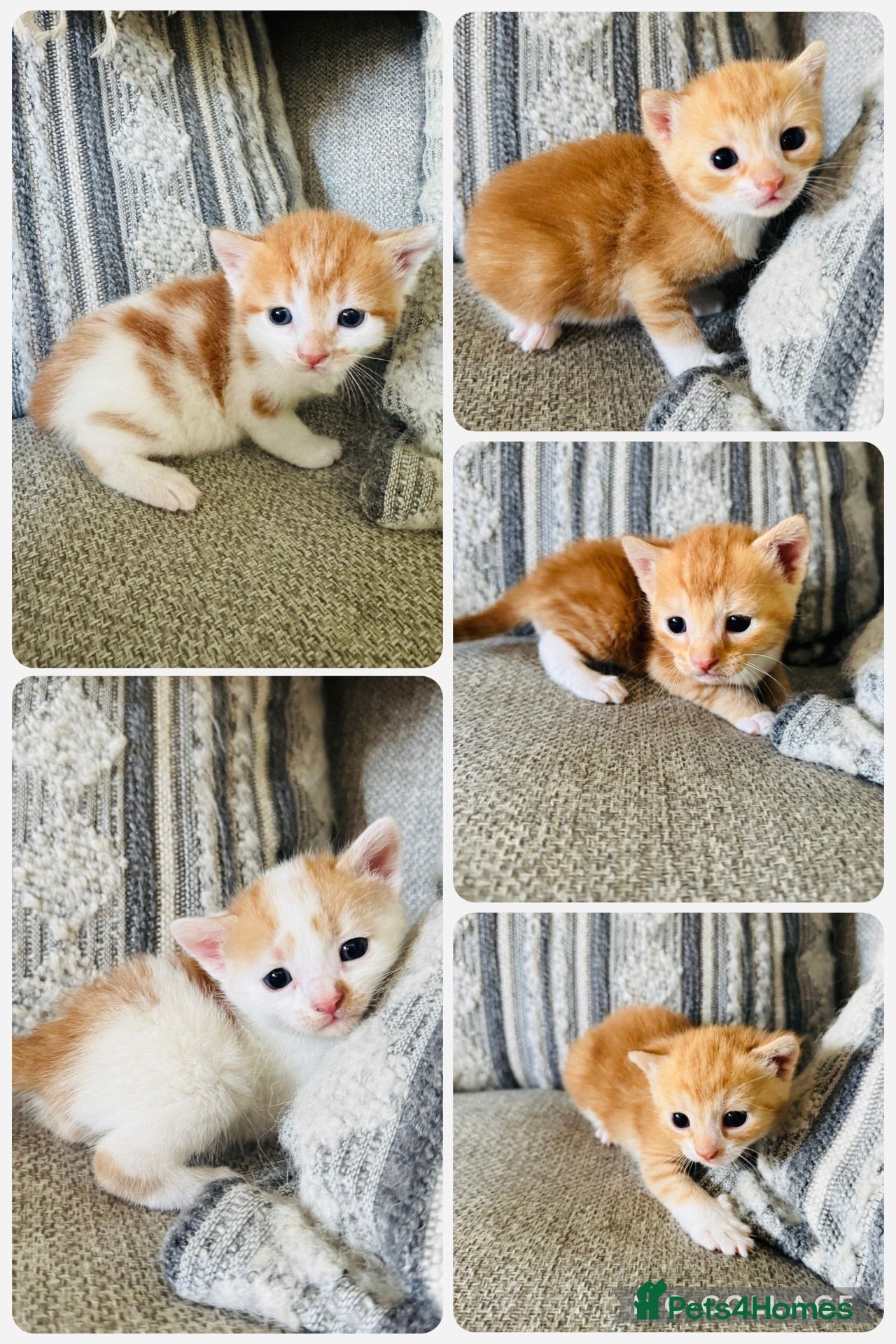 European cats 🐱🧡 Beautiful Ginger Kittens for Sale 🧡🐱 - Advert 1