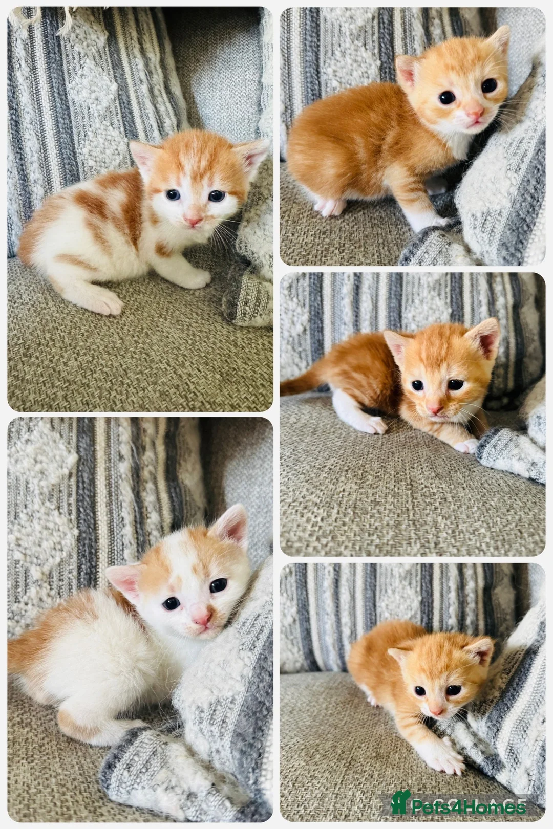 European cats for sale: 🐱🧡 Beautiful Ginger Kittens for Sale 🧡🐱 - Advert 1