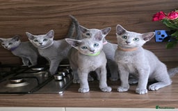 Russian Blue cats for sale: Russian Blue kittens Tica registered  - Image 2