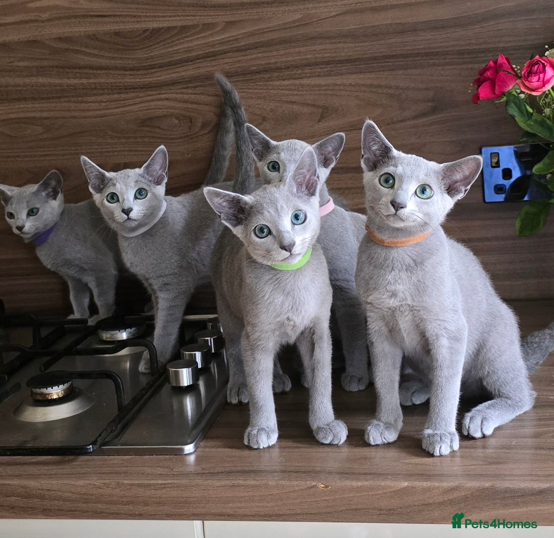 Russian Blue cats for sale: Russian Blue kittens Tica registered  - Image 2