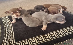 Chihuahua dogs for sale: Beautiful Chihuahua puppies  - Image 12