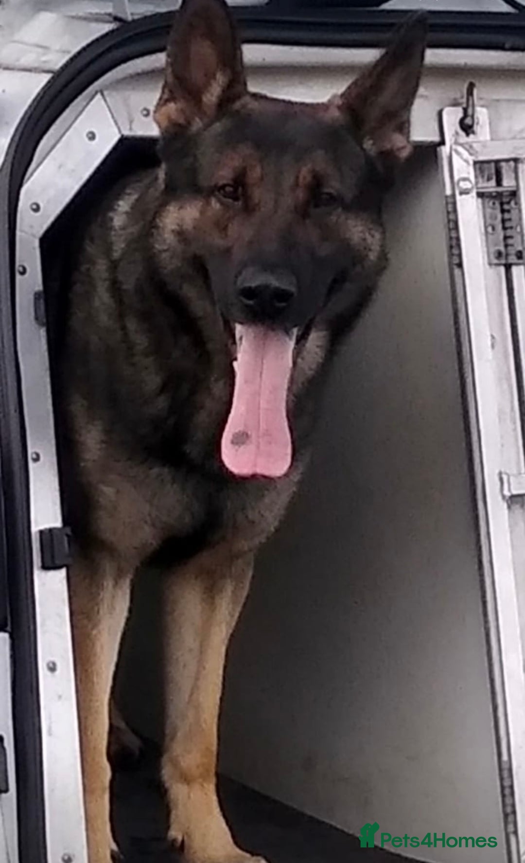 German Shepherd dogs for stud: Stud Dog  - Image 2