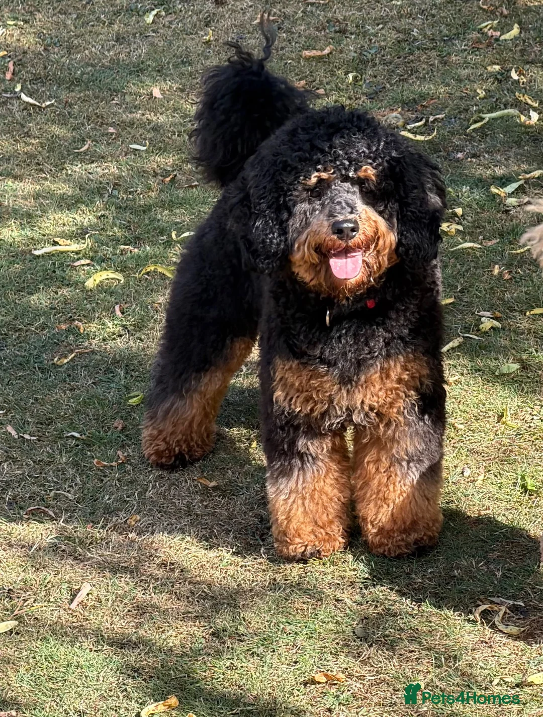 Miniature Poodle dogs for stud: Poodle stud available  in Plymouth - Advert 1