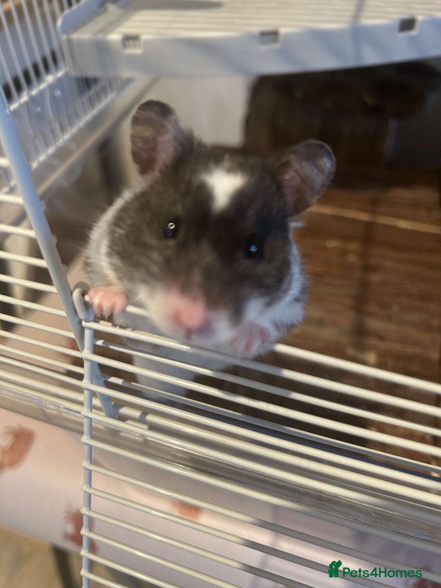 Hamster rodents Female Syrian Hamster for sale inc full set up,  - Advert 14
