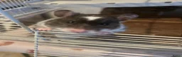 Hamster rodents for sale: Female Syrian Hamster for sale inc full set up,  in Lancaster - Advert 1