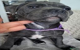 Staffordshire Bull Terrier dogs for sale: KC registration blue staffy , Champion blood line  - Image 14
