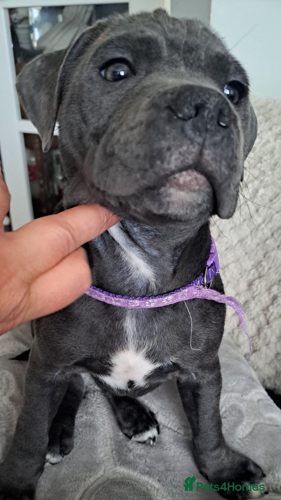 Staffordshire Bull Terrier dogs for sale: KC registration blue staffy , Champion blood line  - Image 14