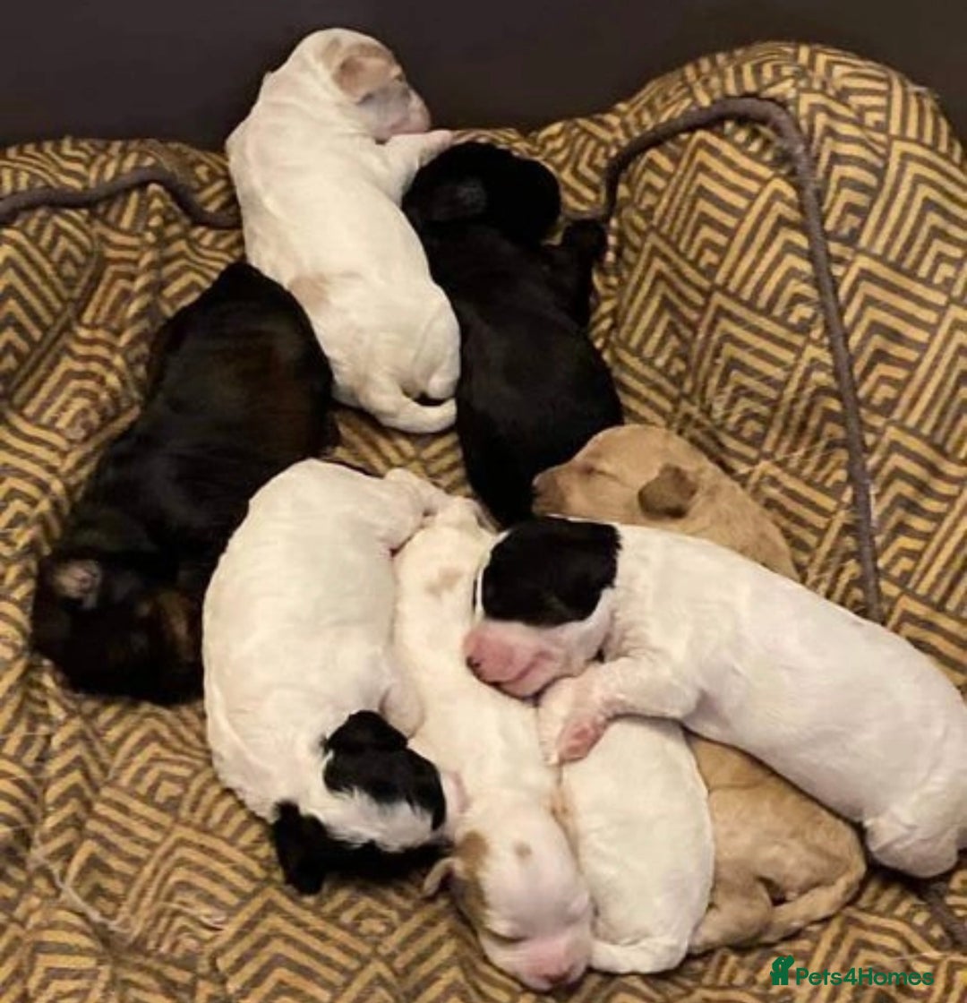Cockapoo dogs for stud: Experienced Health Testa Cockapoo F1B Stud in Southampton - Image 12