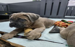 Cane Corso dogs for sale: Excellent Formentino Corso male puppies for sale.  - Image 29