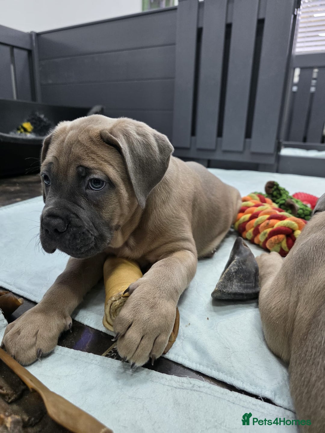 Cane Corso dogs for sale: Excellent Formentino Corso male puppies for sale.  - Image 29