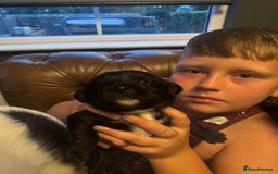 Mixed Breed dogs for sale: Sprockador puppies  - Image 14