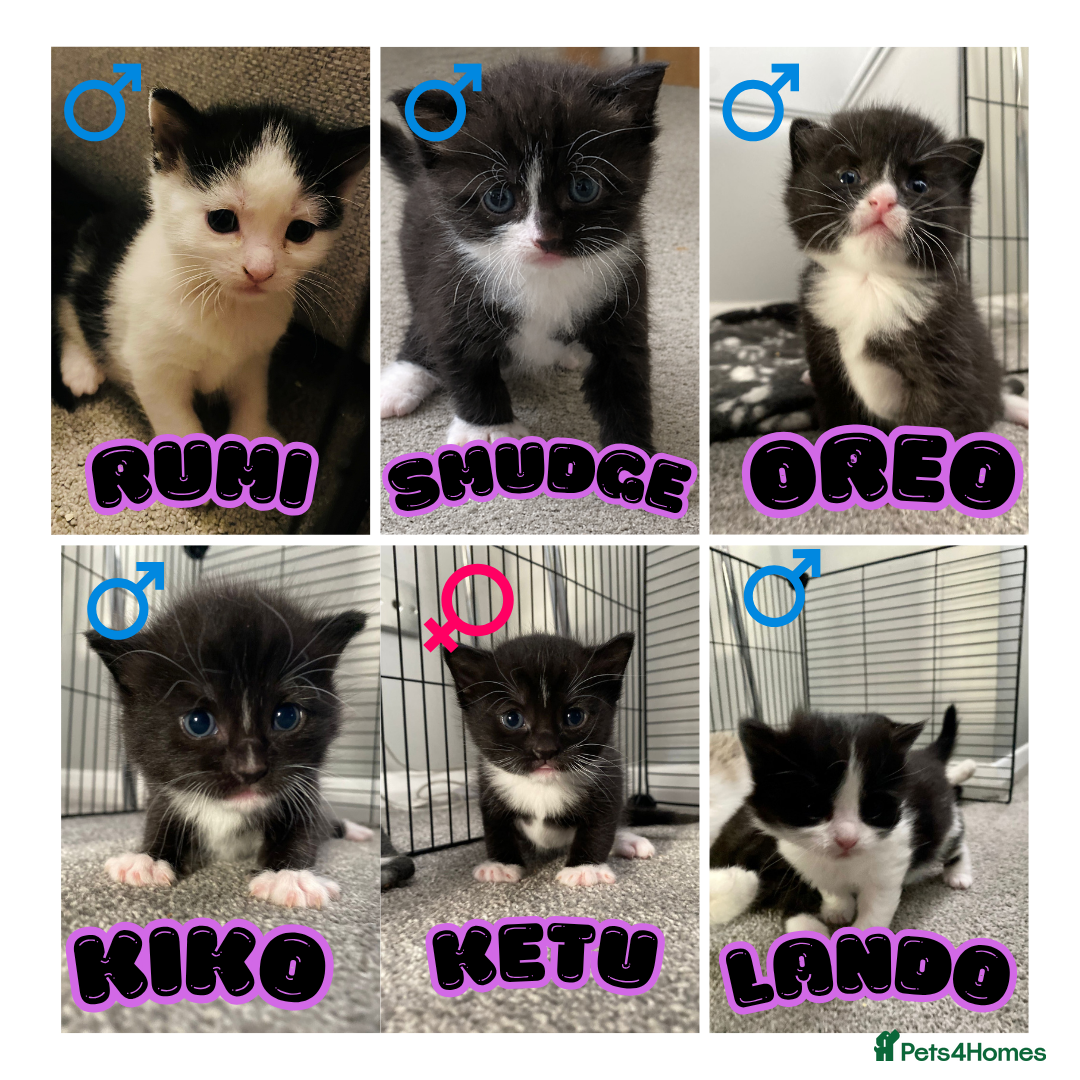 Domestic Shorthair cats 6 Stunning Kittens – Mix of Boys and Girls  - Advert 11