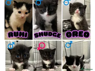 Domestic Shorthair cats 6 Stunning Kittens – Mix of Boys and Girls - Advert 11