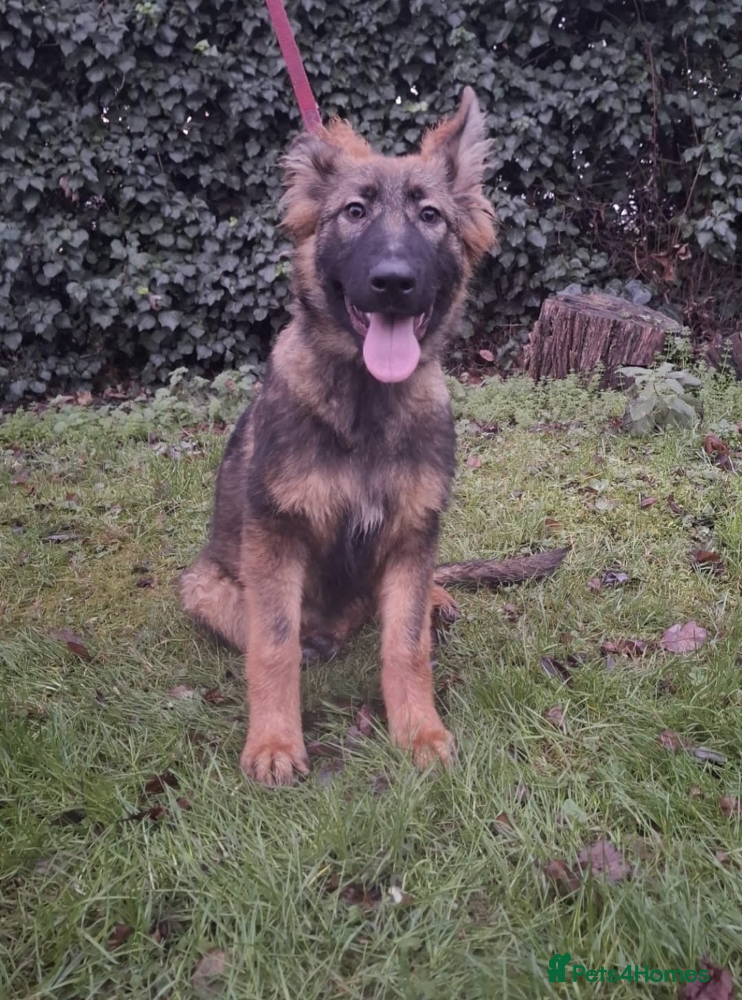 German Shepherd dogs for sale: stunning German Shepard puppies - Advert 13