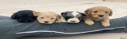 Cavapoo dogs for sale: WAITING LIST NOW OPEN Extremely Rare Merle F1  - Advert 6